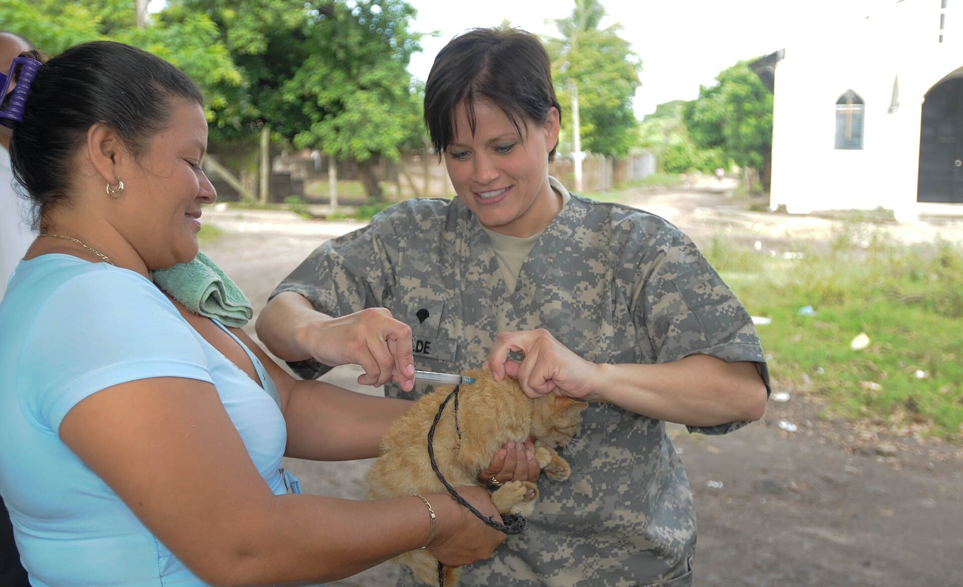Veterinário aplica vacina antirrábica em gato